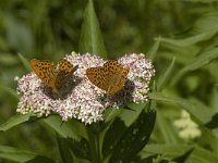 Argynnis paphia 68, Keizersmantel, Saxifraga-Jan van der Straaten