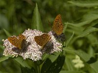 Argynnis paphia 69 Keizersmantel, Saxifraga-Jan van der Straaten