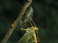 Argynnis paphia 7, Keizersmantel, ex pupa, Vlinderstichting-Nely Honig