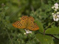 Argynnis paphia 72, Keizersmantel, male, Saxifraga-Jan van der Straaten