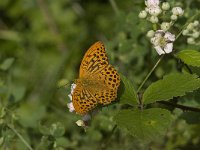 Argynnis paphia 73, Keizersmantel, male, Saxifraga-Jan van der Straaten