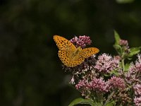 Argynnis paphia 74, Keizersmantel, male, Saxifraga-Jan van der Straaten