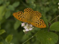 Argynnis paphia 75, Keizersmantel, male, Saxifraga-Jan van der Straaten