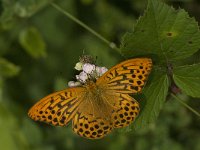 Argynnis paphia 77, Keizersmantel, male, Saxifraga-Jan van der Straaten