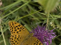 Argynnis paphia 78, Keizersmantel, female, Saxifraga-Jan van der Straaten