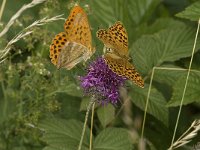 Argynnis paphia 79, Keizersmantel, display, Saxifraga-Jan van der Straaten