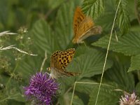 Argynnis paphia 80, Keizersmantel, display, Saxifraga-Jan van der Straaten