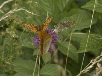 Argynnis paphia 82, Keizersmantel, display, Saxifraga-Jan van der Straaten