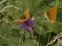 Argynnis paphia 83, Keizersmantel, display, Saxifraga-Jan van der Straaten