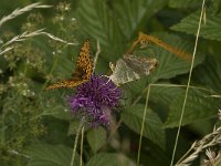 Argynnis paphia 84, Keizersmantel, display, Saxifraga-Jan van der Straaten