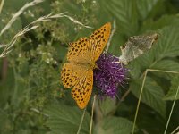 Argynnis paphia 85, Keizersmantel, display, Saxifraga-Jan van der Straaten