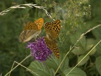 Argynnis paphia 86, Keizersmantel, display, Saxifraga-Jan van der Straaten