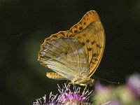 Argynnis paphia 9, Keizersmantel, female, Saxifraga-Jan van der Straaten