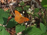 Argynnis paphia 94, Keizersmantel, Saxifraga-Hans Dekker