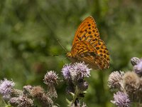 Argynnis paphia 96, Keizersmantel, Saxifraga-Marijke Verhagen