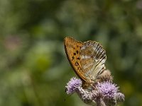 Argynnis paphia 97, Keizersmantel, Saxifraga-Marijke Verhagen