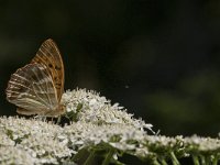 Argynnis paphia 99, Keizersmantel, Saxifraga-Marijke Verhagen