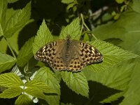 Argynnis paphia ssp valesina 90, female, Keizersmantel, Saxifraga-Marijke Verhagen