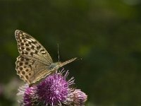 Argynnis paphia ssp valesina 91, Keizersmantel, Saxifraga-Jan van der Straaten