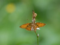 Boloria eunomia 10, Ringoogparelmoervlinder, Saxifraga-Arthur van Dijk