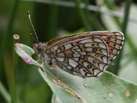 Boloria eunomia 13, Ringoogparelmoervlinder, Saxifraga-Peter Meininger