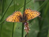 Boloria eunomia 14, Ringoogparelmoervlinder, Saxifraga-Peter Meininger