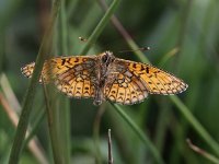 Boloria eunomia 15, Ringoogparelmoervlinder, Saxifraga-Peter Meininger