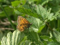 Boloria eunomia 2, Ringoogparelmoervlinder, Vlinderstichting-Kars Veling