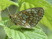 Boloria eunomia 6, Ringoogparelmoervlinder, Vlinderstichting-Joost Uittenbogaard