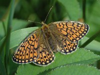 Boloria eunomia 8, Ringoogparelmoervlinder, Vlinderstichting-Joost Uittenbogaard