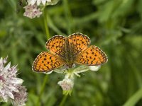 Brenthis daphne 12, Braamparelmoervlinder, male, Saxifraga-Jan van der Straaten