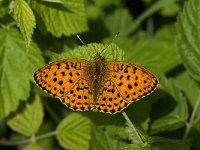 Brenthis daphne 14, Braamparelmoervlinder, male, Saxifraga-Jan van der Straaten