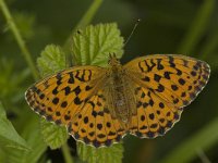 Brenthis daphne 2, Braamparelmoervlinder, female, Saxifraga-Jan van der Straaten