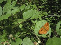 Brenthis daphne 23, Braamparelmoervlinder, Saxifraga-Rob Felix : Animalia, Arthropoda, Insecta, Lepidoptera, animal, arthropod, butterfly, dier, dieren, geleedpotige, geleedpotigen, insect, insecten, vlinder, vlinders