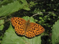 Brenthis daphne 24, Braamparelmoervlinder, Saxifraga-Rob Felix : Animalia, Arthropoda, Insecta, Lepidoptera, animal, arthropod, butterfly, dier, dieren, geleedpotige, geleedpotigen, insect, insecten, vlinder, vlinders