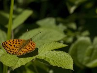 Brenthis daphne 32, Braamparelmoervlinder, Saxifraga-Jan van der Straaten