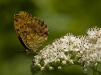 Brenthis daphne 34, Braamparelmoervlinder, Saxifraga-Jan van der Straaten