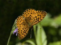 Brenthis daphne 4, Braamparelmoervlinder, female, Saxifraga-Jan van der Straaten