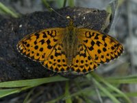 Brenthis daphne 5, Braamparelmoervlinder, female, Saxifraga-Marijke Verhagen