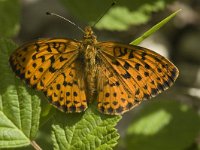 Brenthis daphne 7, Braamparelmoervlinder, female, Saxifraga-Marijke Verhagen