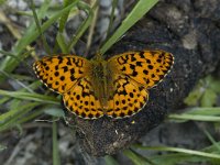 Brenthis daphne 9, Braamparelmoervlinder, female, Saxifraga-Marijke Verhagen