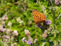 Brenthis daphne, 50, Braamparelmoervlinder, on Cirsium arvense, Saxifraga-Kars Veling