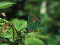 Callophrys rubi 11, Groentje, Vlinderstichting-Kars Veling