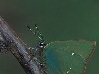 Callophrys rubi 12, Groentje, Vlinderstichting-Nely Honig