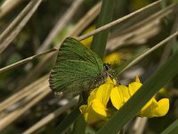 Callophrys rubi 16, Groentje, Saxifraga-Marijke Verhagen