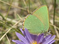 Callophrys rubi 17, Groentje, Saxifraga-Jan van der Straaten