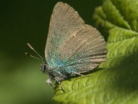 Callophrys rubi 19, Groentje, Saxifraga-Marijke Verhagen