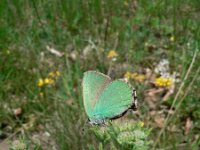 Callophrys rubi 24, Groentje, Saxifraga-Jan Willem Jongepier