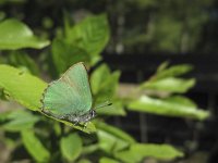 Callophrys rubi 26, Groentje, Saxifraga-Rob Felix : Animalia, Arthropoda, Insecta, Lepidoptera, Project Natuurbalans, animal, arthropod, butterfly, dier, dieren, geleedpotige, geleedpotigen, insect, insecten, vlinder, vlinders