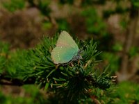 Callophrys rubi 28, Groentje, Saxifraga-Rudmer Zwerver